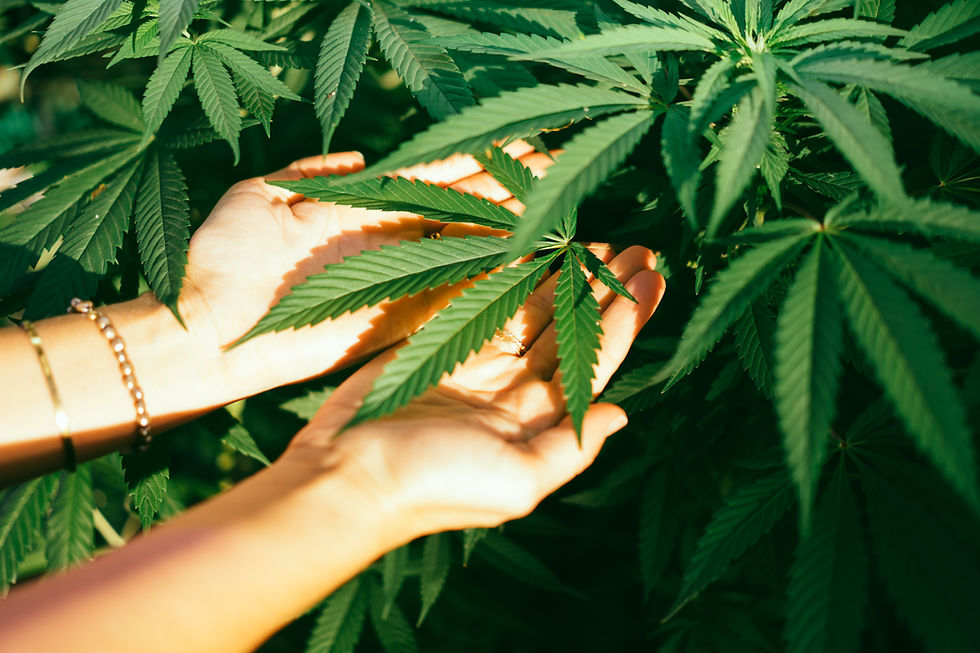 Hands Holding Cannabis Leaf